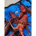4' Insulated Kill Bag image number 6