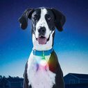 SpotLit&trade; XL Rechargeable Collar Light, Disc-O Select image number 7