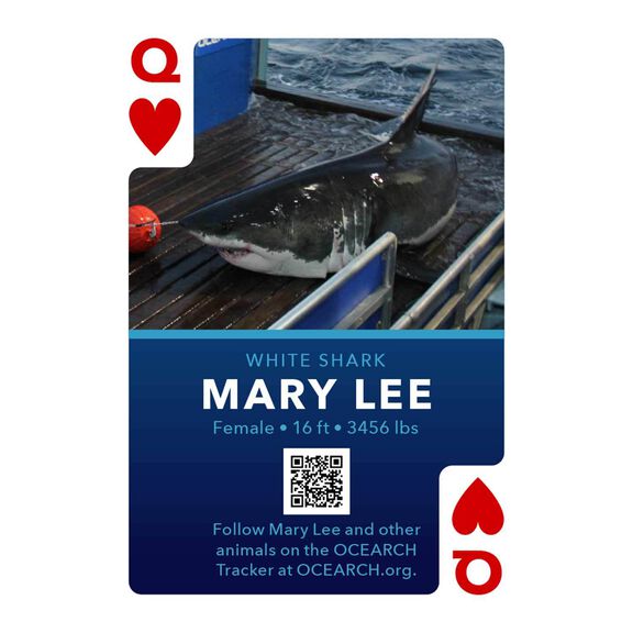Shark Marine Life Playing/Tracking Cards, 1st Edition image number 3