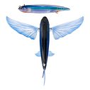 5 1/2" Slipstream 140 Flying Fish Trolling Lure, 1 3/4 Ounces image number 0