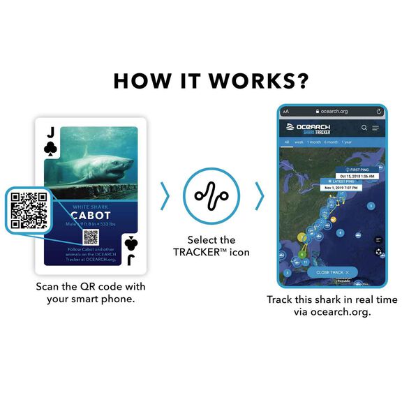 Shark Marine Life Playing/Tracking Cards, 1st Edition image number 1