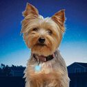 PetLit LED Collar Light, Turquoise Jewel image number 4
