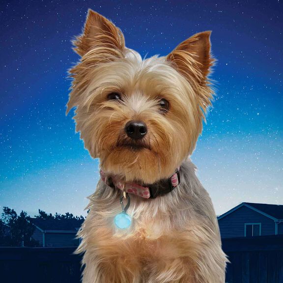 PetLit LED Collar Light, Turquoise Jewel image number 4