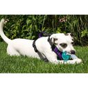 Buoy Ball Dog Toy image number 1