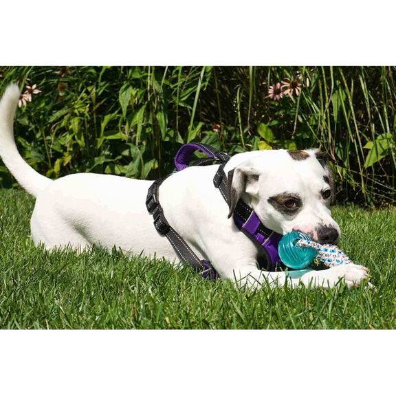 Buoy Ball Dog Toy image number 1