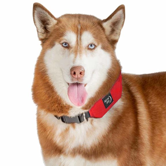 RadDog&trade; All-In-One Collar & Leash image number 5
