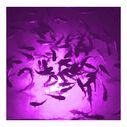 Mega-Watt Underwater Color LED Lighting System image number 6