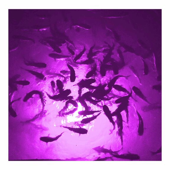 Mega-Watt Underwater Color LED Lighting System image number 6