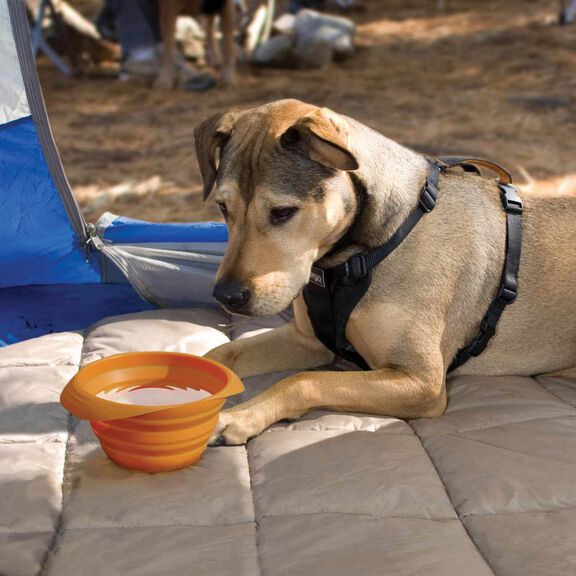Collaps-A-Bowl Portable Pet Feeder, Orange image number 3