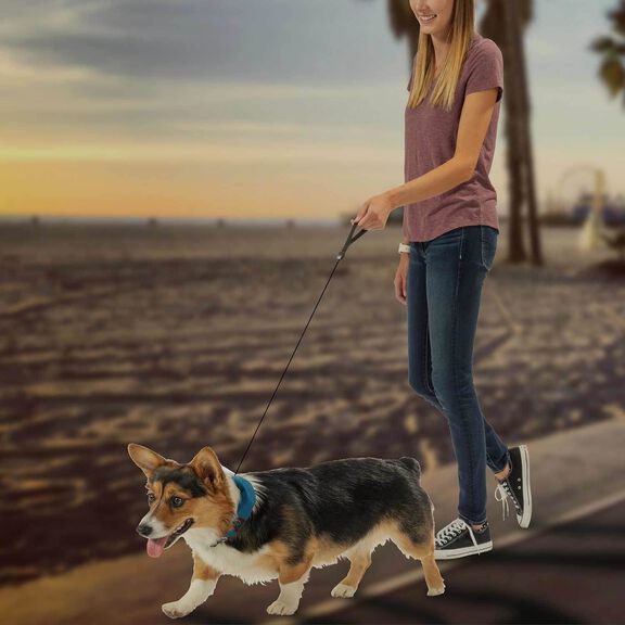 RadDog&trade; All-In-One Collar & Leash image number 3