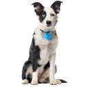SpotLit&trade; Collar Light, Blue Plastic image number 2
