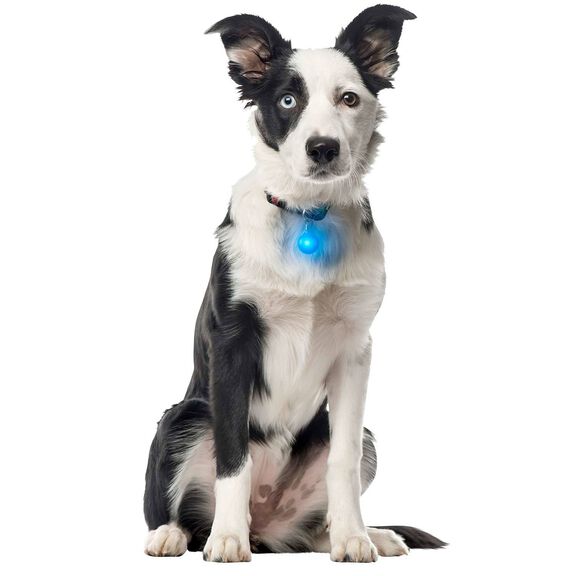 SpotLit&trade; Collar Light, Blue Plastic image number 2