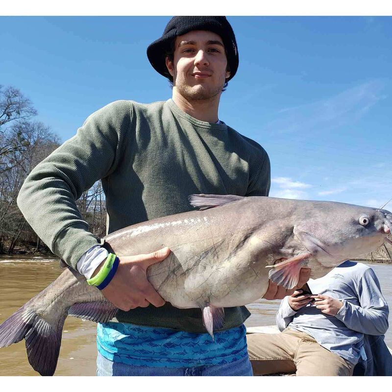 COASTAL BAITS 2 oz. Bait Binder Catfish Cubes Liver Bait, Cheese Anise