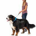 RadDog&trade; All-In-One Collar & Leash image number 6