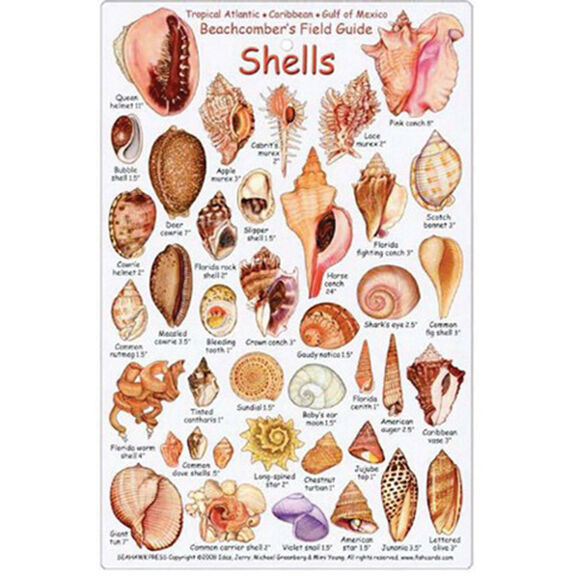 Beachcomber's Field Guide, Tropical Atlantic, Caribbean, Gulf of Mexico Shell ID Card image number 0
