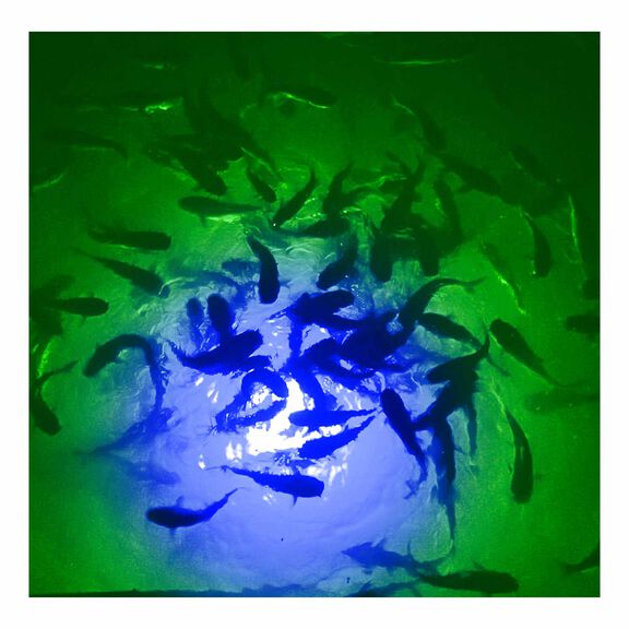 Mega-Watt Iris Underwater Color LED Lighting System image number 4