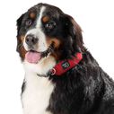 RadDog&trade; All-In-One Collar & Leash image number 6