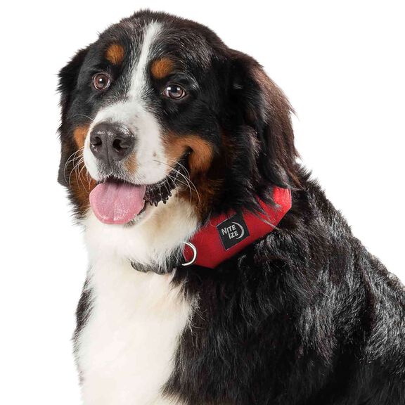 RadDog&trade; All-In-One Collar & Leash image number 6