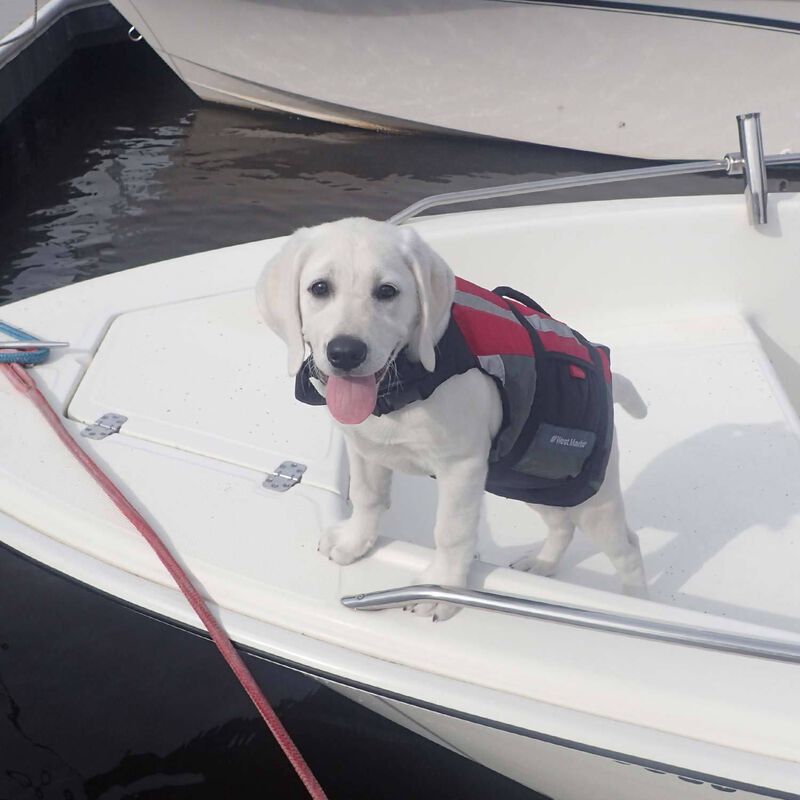 Advanced Pet Life Jacket, XLarge West Marine