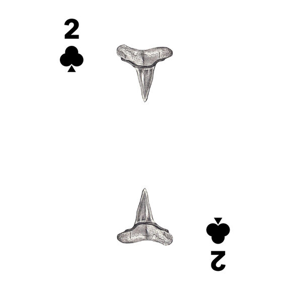 Shark Marine Life Playing/Tracking Cards, 1st Edition image number 4
