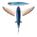 5 1/2" Slipstream 140 Flying Fish Trolling Lure, 1 3/4 Ounces image number 0