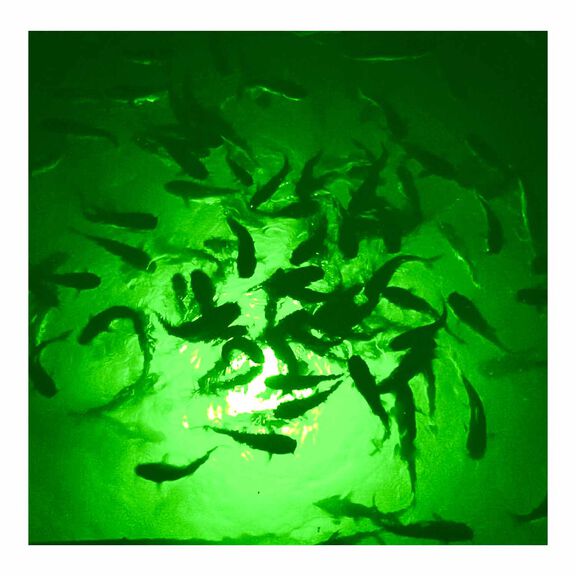 Mega-Watt Underwater Color LED Lighting System image number 3
