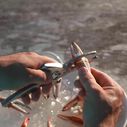Crab and Lobster Cutter image number 2