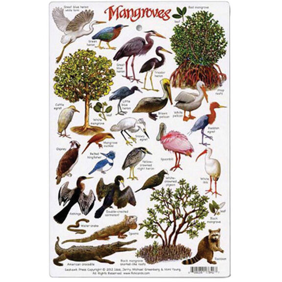 Above and Below Water Mangroves Environment Identification Card image number 0