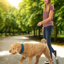 RadDog&trade; All-In-One Collar & Leash image number 4
