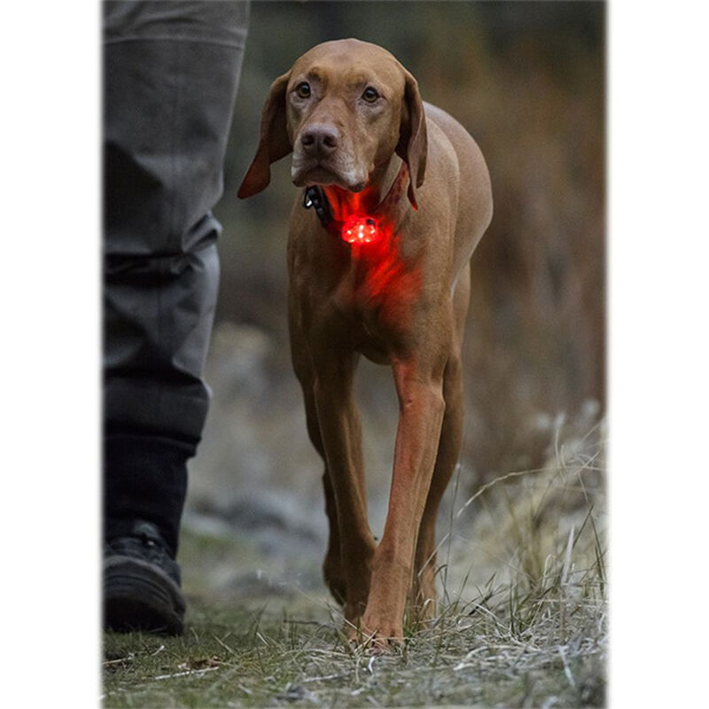 RUFFWEAR Rechargeable ClipOn LED Safety Collar Light for Dogs West