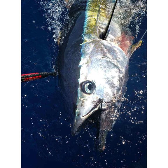 Yellowfin Tuna Tuna Gaff Yellowfin Tuna Angling Technique In The