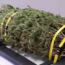 12' x 1' Cam-Straps, 2 Pack image number 7