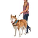 RadDog&trade; All-In-One Collar & Leash, Large image number 4