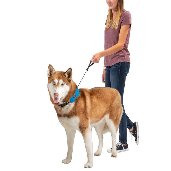 RadDog&trade; All-In-One Collar & Leash, Large image number 4
