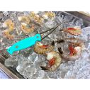 Frogmore Shrimp Cleaner image number 4