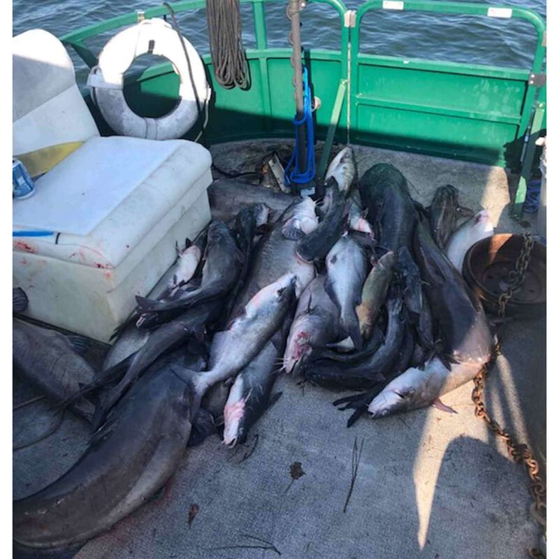 COASTAL BAITS 2 oz. Bait Binder Catfish Cubes Liver Bait, Blueberry