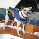 Neoprene Pet Life Jacket image number 1