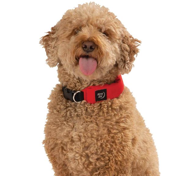 RadDog&trade; All-In-One Collar & Leash, Medium image number 4