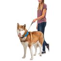 RadDog&trade; All-In-One Collar & Leash image number 5