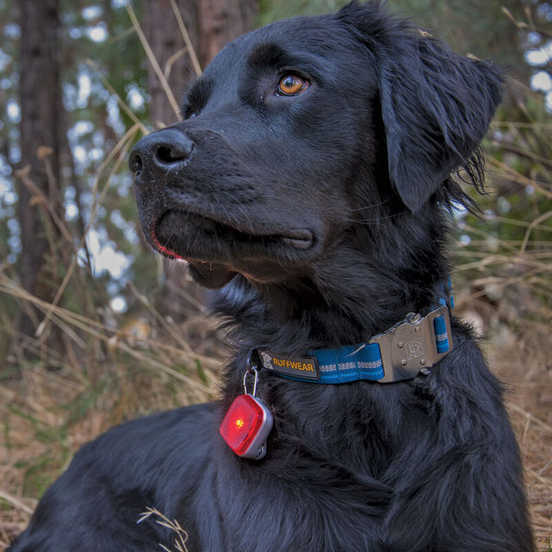 RUFFWEAR The Beacon™ Safety Light for Dogs, Red West Marine