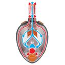 Aria Uno Snorkel Mask Combo, Small/Medium image number 7