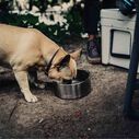 Boomer&trade; 4 Stainless Steel Dog Bowl image number 4