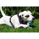 Buoy Ball Dog Toy image number 2