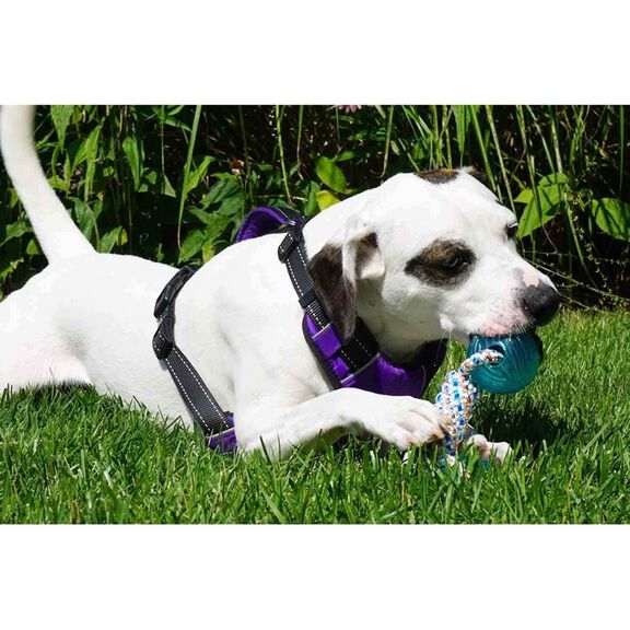 Buoy Ball Dog Toy image number 2