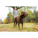Tru-Fit Smart Dog Harness, Large image number 1