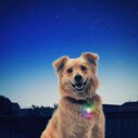 SpotLit&trade; LED Collar Light - Disc-O Select&trade; image number 8