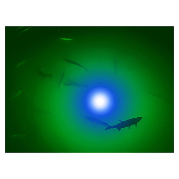 Apollo Iris Underwater Color LED Lighting System image number 6