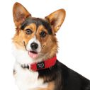 RadDog&trade; All-In-One Collar & Leash image number 3