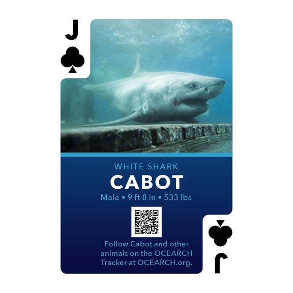 Shark Marine Life Playing/Tracking Cards, 1st Edition image number 2