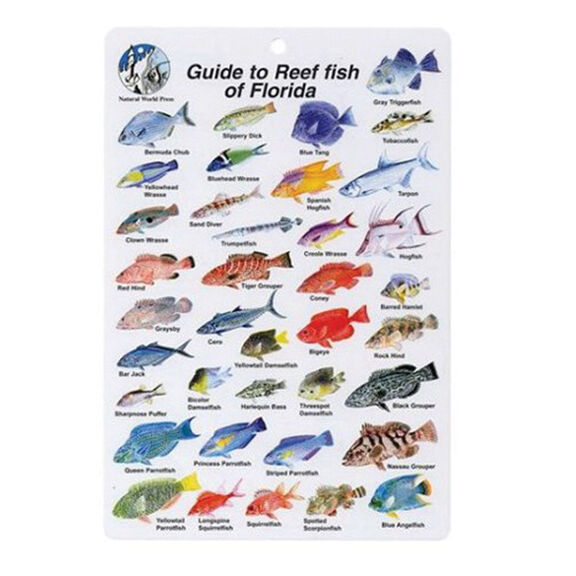 Reef Fish of Florida Card image number 0